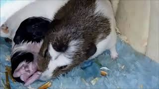 Guinea Pig gives birth - Susie has an "ideal" pregnancy with 4 pups for Educational Purposes