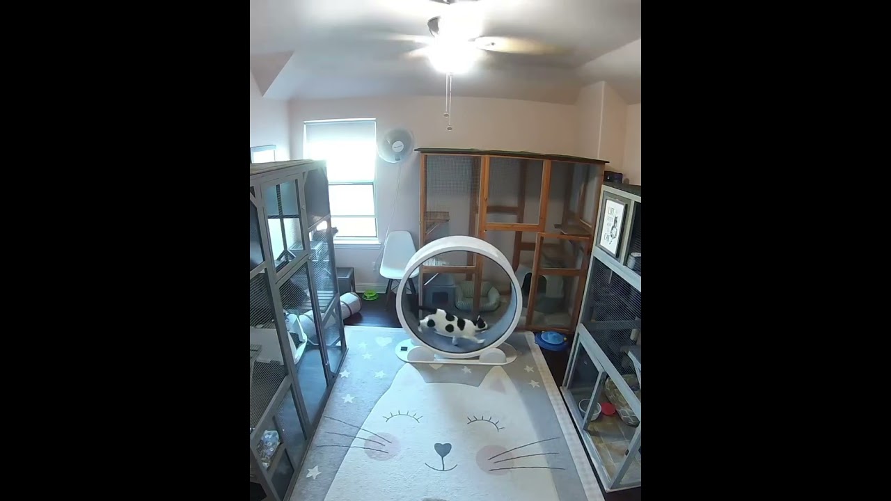 Enlarge Daisy, a Adoptable Tuxedo in Fort Worth, TX video 6/6