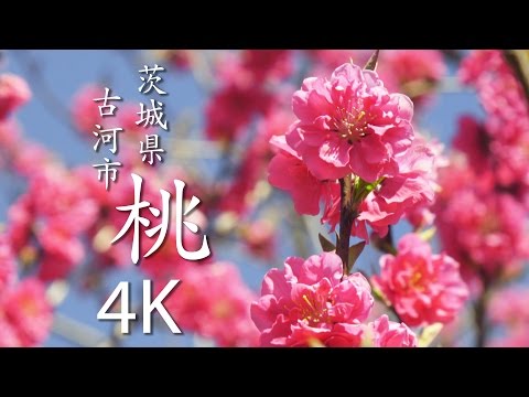 【絶景茨城】桃 ［4K］ 茨城県古河市｜VISIT IBARAKI, JAPAN