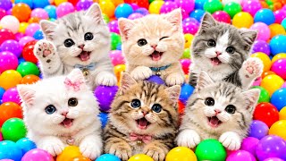 Download lagu ANAK KUCING MEONG MEONG | Lagu Anak Anak | Lagu Anak Indonesia Populer Si Meong Kucing Lucu mp3