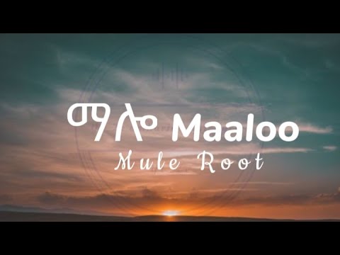 Mule Root - ማሎ (Maaloo)  New Ethiopian Music Video Lyrics 2023