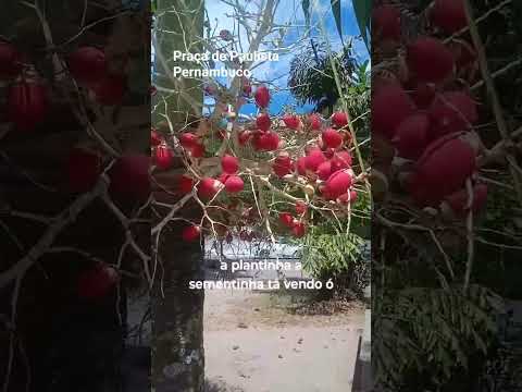 #food praça de Paulista em Pernambuco