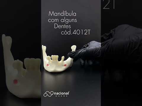 MANDÍBULA COM ALGUNS DENTES - cód. 4012T