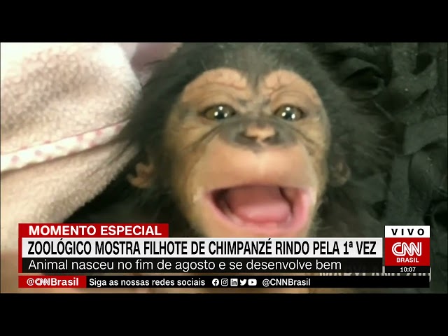 Filhote de chimpanzé dá risada pela primeira vez em vídeo; assista