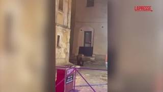 Un orso passeggia tra le giostre: attimi di paura nel paese in Abruzzo