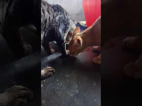 Cat loves fish bones😋...