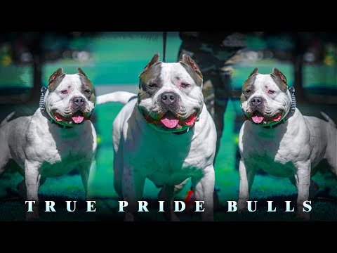 True Pride Bulls - KOA (XL Bully) 2020