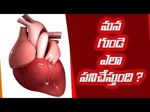 working of heart in telugu గుండె ఎలా పని చేస్తుంది ?