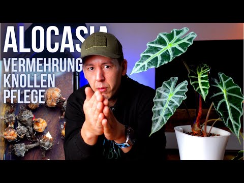 Alocasia vermehren mit Knollen bzw. Rhizome - Wir schauen nach zwei Jahren Pflege in den Topf!