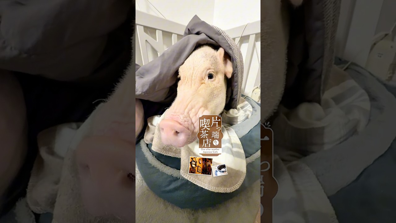 うちの豚共がまた地上波へ