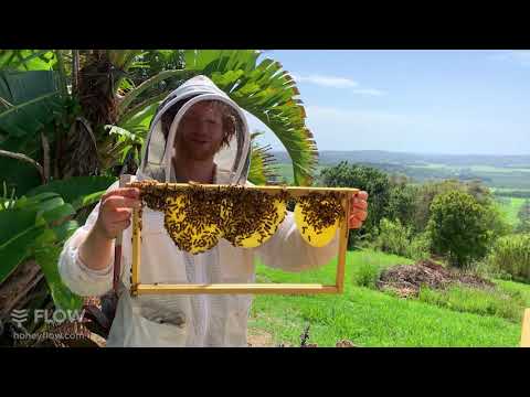 Launching - TheBeekeeper.org - online beginner beekeeping course 🐝👀