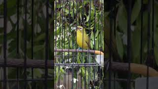 Download lagu Pleci Dakun Banyuwangi nafas panjang jos mantap full materi #pleci #kicaumania #plecigacorfullisian mp3