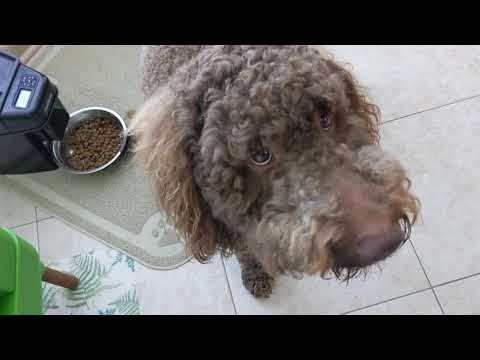 Hot Frog Living Composter Day 102 - 2nd Tier Mini Feeding - Vermicomposting