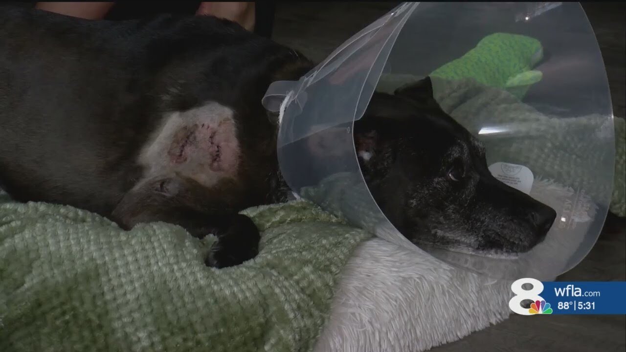 'I jumped on its back': Tampa woman fights off alligator to save her dog - YouTube