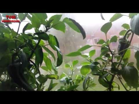 HOLLANDSE REUZE Madame Jeanette & ADJOEMA PEPERS HOME GROWN - NL - ENG 2014