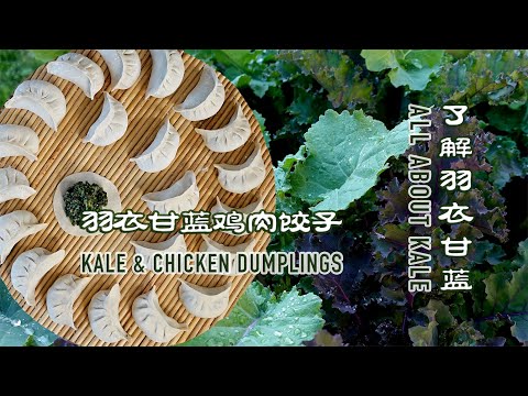 , title : '了解羽衣甘蓝 & 羽衣甘蓝鸡肉饺子   All about kale  / Kale & Chicken Dumplings'