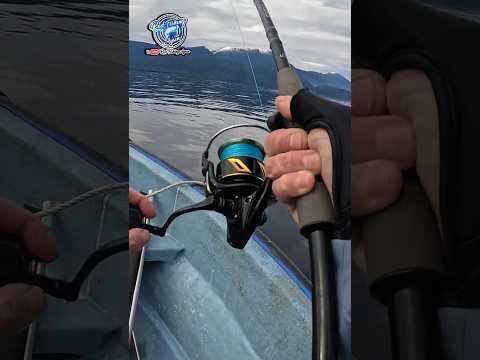 ¡TREMENDO Atún Lanzón en Puerto Cisnes! 🎣🔥  #fishing  #pesca #atun #tuna #fyp #fypシ