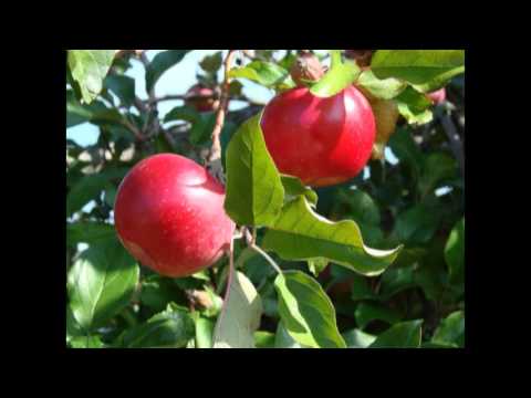 Apples Are Plenty (Music Video)