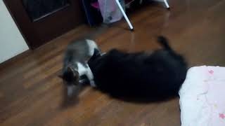 ロビーとトラ