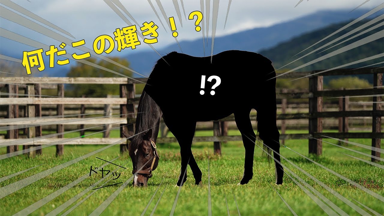 えげつない毛艶のホッコータルマエ