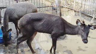 Download lagu Rusa nya kurus.. taman rimba zoo JAMBI. mp3