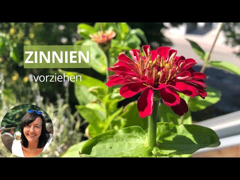 Zinnien vorziehen - Anleitung zur Aussaat & Anzucht von Zinnien