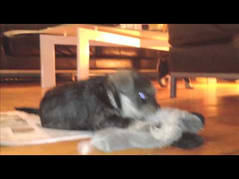 Matilda von Adamstuen 3.mov