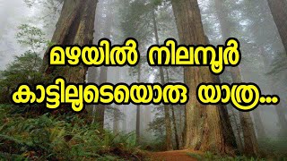 preview picture of video 'A journey through the Nilambur forest in the rainy season / Malayalam News KERALA India'