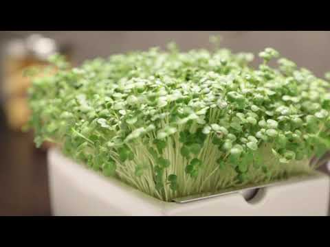 Heimgart Microgreens - ¡El huerto para tu hogar! (alemán)