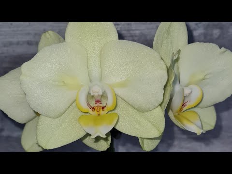 Meine zur Zeit  blühende Orchideen