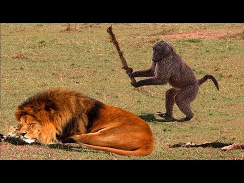 Les animaux ne peuvent s'empêcher d'être ridicules ensemble nouvelle vidéo d'animaux drôles 2025