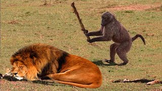 Les animaux ne peuvent s'empêcher d'être ridicules ensemble nouvelle vidéo d'animaux drôles 2025