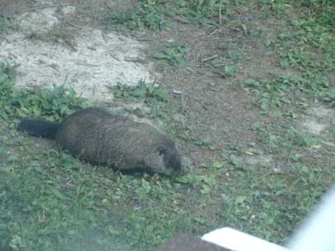 MY GROUNDHOG.... MOJE KRME