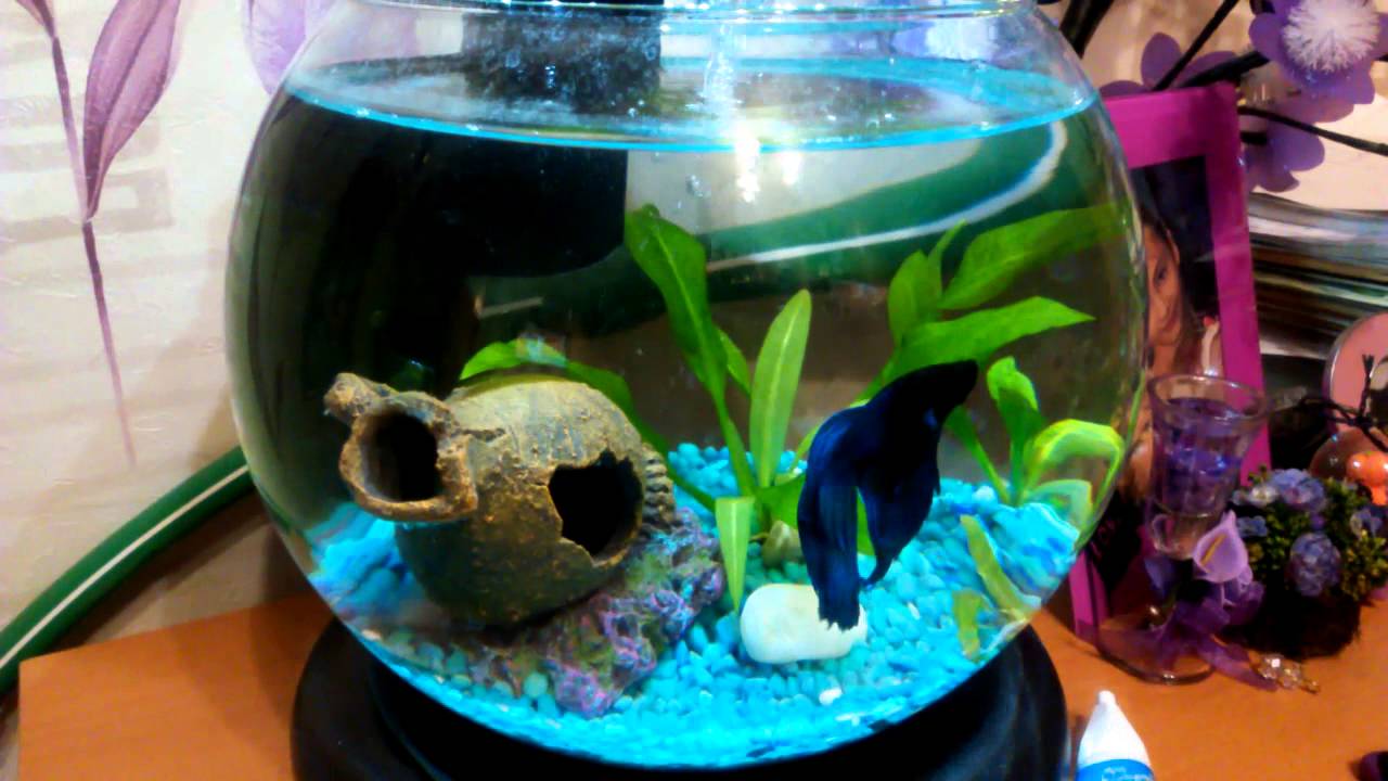 Рыбка петушок в аквариуме. Вода для петушка в аквариуме. Рыбка петушок в круглом аквариуме маленьком. Tetra cascade globe duo waterfall аквариумный комплекс черный 6,8 л. Рыбки для аквариума.