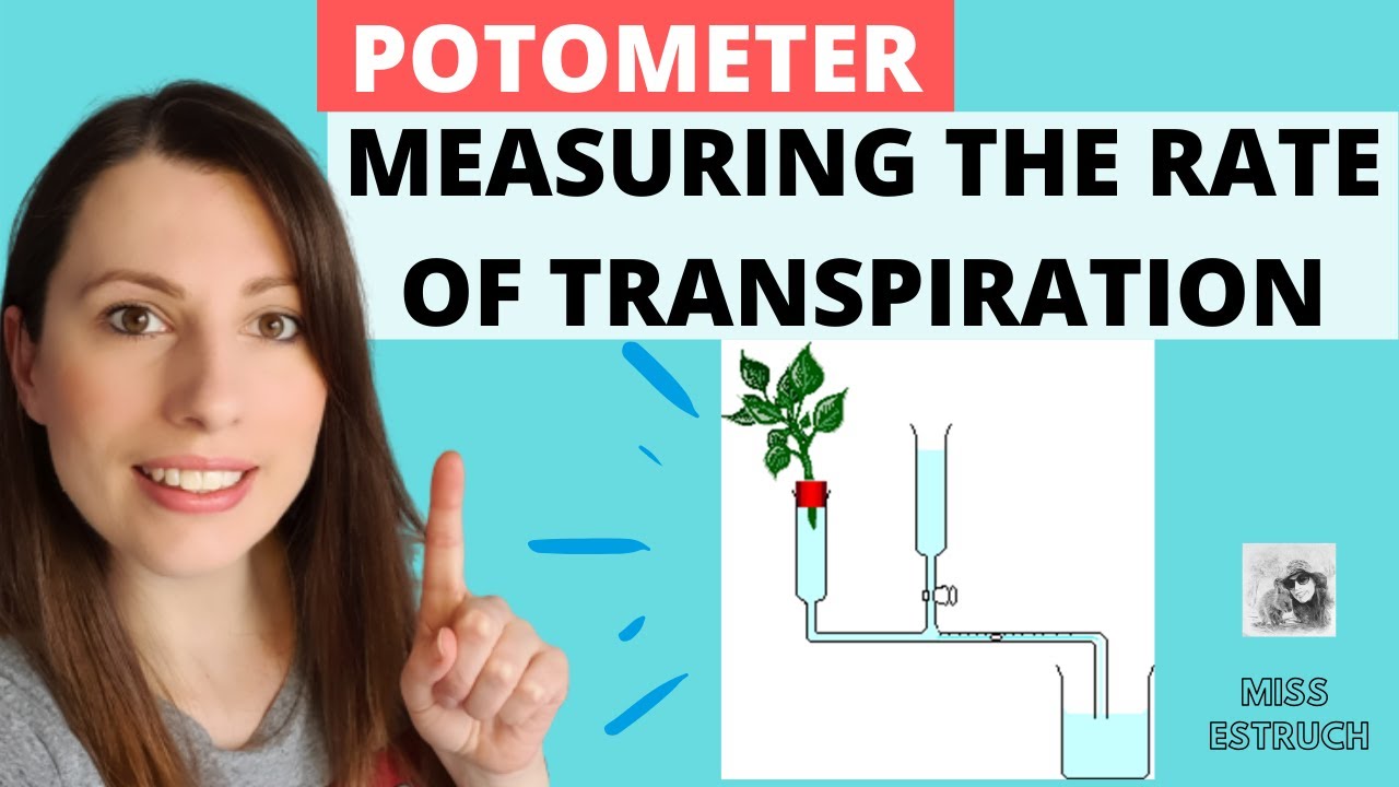 Potometer Experiment : Measuring the rate of transpiration. A-level Biology Experiment