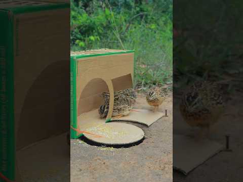 Really The Best Outdoors Quail Trap Idea Using Cardboard Box #Outdoors #survival #skills #camping