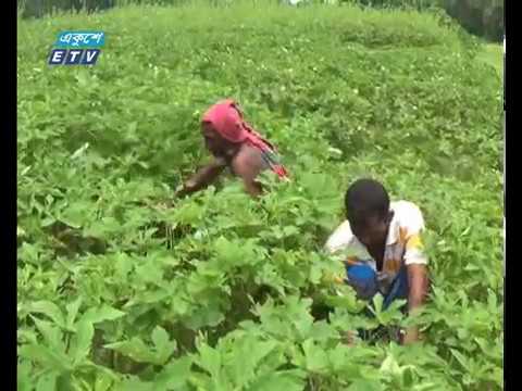 ১ লাখ ১৫ হাজার কৃষকের নামে সার্টিফিকেট মামলা