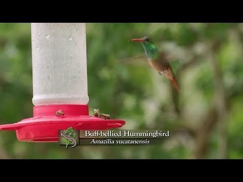 Buff-Bellied Hummingbird And Red-Naped Sapsucker | Expeditions Shorts