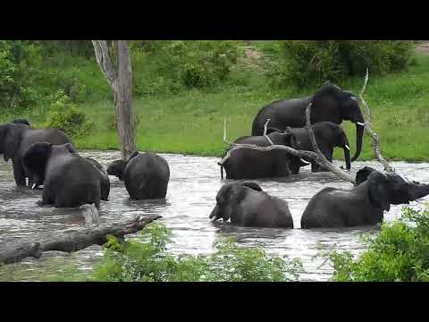 Djuma: Elephants come for early afternoon swim in the dam - 12:01 - 01/23/2020