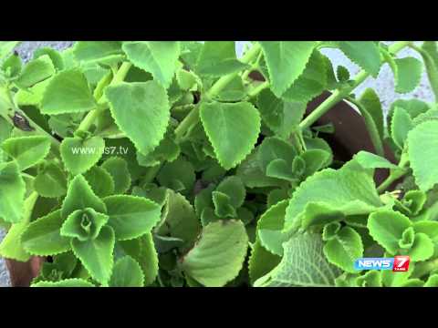 download lagu mp3 mp4 Omam Plant In English, download lagu Omam Plant In English gratis, unduh video klip Omam Plant In English