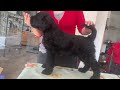 Ruso Negro Terrier cachorro