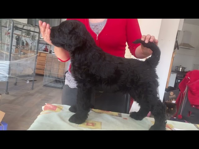 Black Russian Terrier puppy for sale