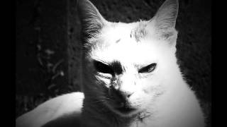 Thelonious Monk - Darn That Dream - The London Collection - Rare...