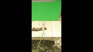 Download lagu Tanaman yang disukai kucing, kucing mabuk tanaman ganja kucing mp3 Download lagu Tanaman yang disukai kucing, kucing mabuk tanaman ganja kucing mp3