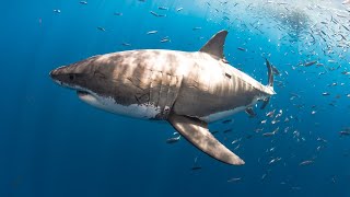 VIDEO: This Great White Shark has a Little Friend | Oceana