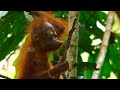 Baby Orangutan Needs a Hand | 4K UHD | Seven Worlds One Planet | BBC Earth