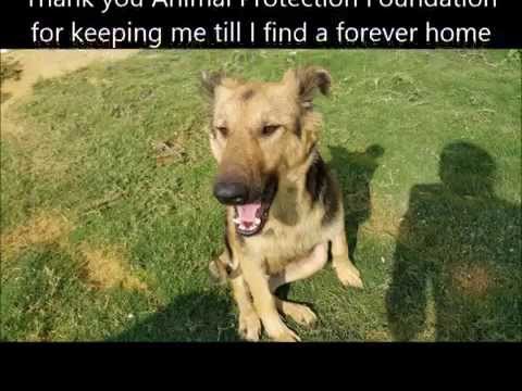 I'm Habiba and I Dream of a Forever Home