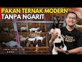 SUKSES TERNAK KAMBING DAN DOMBA TANPA NGARIT KANDANG TIDAK BAU DAN TERNAK SEHAT KISAH INSPIRASI