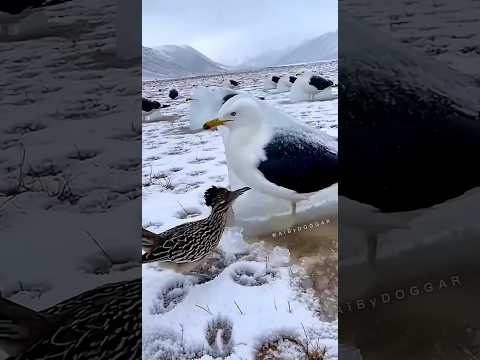Greater Roadrunner vs. Kelp Gull: Survival in Cold Conditions (AI)