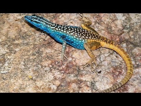 New South African Lizard Species Named After David Attenborough